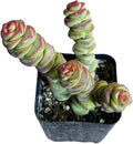 Live Succulent Cactus Plants from USKC (2" Pot) (Crassula Jade Necklace)