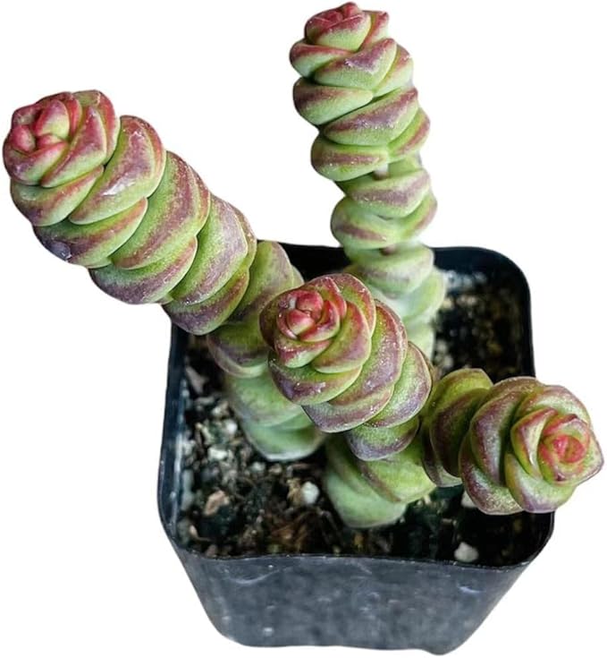 Live Succulent Cactus Plants from USKC (2" Pot) (Crassula Jade Necklace)