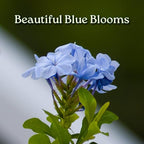 Blue Plumbago Plant – 1 Gallon, 14” to 16” Tall – Live Flowering Shrub for Gardens & Containers – Thrives in Full Sun – Deer-Resistant & Pollinator-Friendly – Low Maintenance