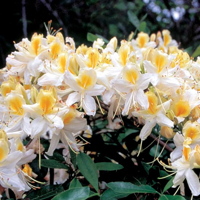 Azalea Rhododendron Plant Live, 7 Months Old, Azalea Rhododendron Tree Flowers Plants Live Bush in Pot (White Yellow)