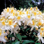 Azalea Rhododendron Plant Live, 7 Months Old, Azalea Rhododendron Tree Flowers Plants Live Bush in Pot (White Yellow)