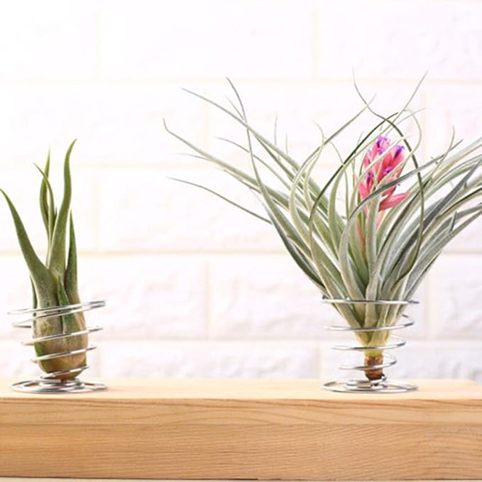 20 PCS Stainless Steel Plant Display Racks Air Plant Stand Airplant Container Make Home for and Fashionable Durabl Metal