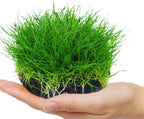 Dwarf Hairgrass Plant Live, Aquarium Pond Plant, Freshwater Aquarium Plant, 4 to 6 Inches Tall