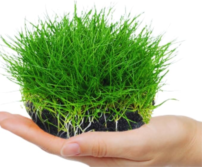 Dwarf Hairgrass Plant Live, Aquarium Pond Plant, Freshwater Aquarium Plant, 4 to 6 Inches Tall