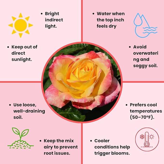 Rose Live Plant, Roses Flower Plant, Fragrant Flower for Planting, 4-6 Inches Tall, Bush Shrub Plants, Well Rooted, Ready to Grow (Pink Yellow Rose)