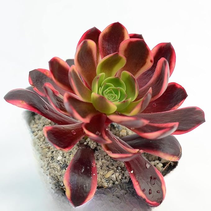 4" Aeonium Superbang Succulents Plants Live, Rare Succulent Plants Fully Rooted in Succulent Soil, Unique Live House Plant for Home Office Decor, by The Succulent Cult