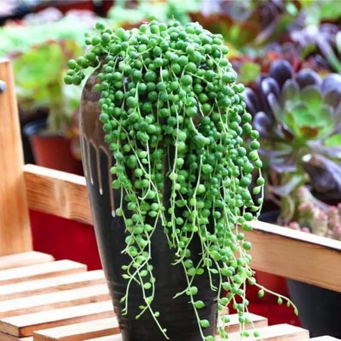 String of Pearls Live Plant, Rare Succulent Houseplant Indoor Home Decoration