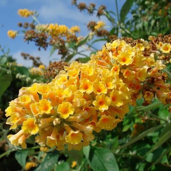 Yellow Orange Butterfly Bush Live Shrub Plant Shrub, Buddleia Bush Well Rooted, 5 to 10 Inc Tall
