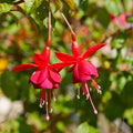2 Fuchsia Plants, Live Fragrant Fuchsia Flower Bush Shrub, 3-6 Inches Tall (Red)