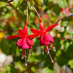 2 Fuchsia Plants, Live Fragrant Fuchsia Flower Bush Shrub, 3-6 Inches Tall (Red)