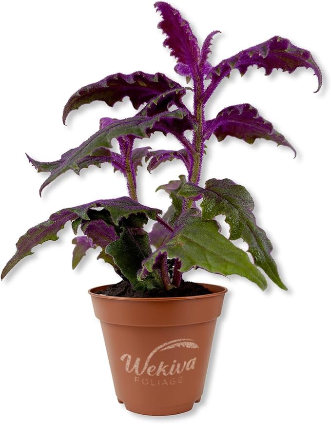 Purple Passion Plant - Royal Velvet - 1 Live Starter Plant - Gynura Aurantica - Beautiful Textured Colorful Foliage Indoor Houseplant