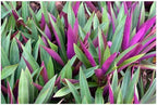 Outdoor Live Plant- Oyster Plant Purple & Green - Grows to Medium Height Outdoor Plant- Young Small Plant