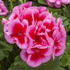 Set 2 Geranium Plants Live, 4-9 Inches Tall, Hardy Flowering Geraniums for Garden or Pots, Fragrant Perennial Blooms (Rose Geranium)