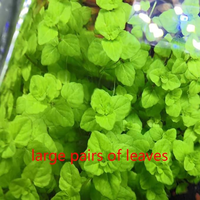 3 Bags Aquarium Plant S.e.e.ds, not Artificial Plastic Plant, Fish Tank Live Grass for All Substrate yljl4222ds