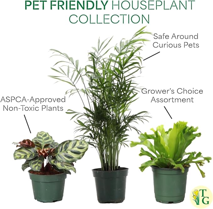 Thorsen's Greenhouse Live Pet Safe Houseplants (3 Pack), Easy to Grow, Pet Friendly & Non-Toxic, Grower's Choice Bundle, 4-inch Diameter Established Plants, Nursery Pot (3-Pack)