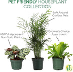 Thorsen's Greenhouse Live Pet Safe Houseplants (3 Pack), Easy to Grow, Pet Friendly & Non-Toxic, Grower's Choice Bundle, 4-inch Diameter Established Plants, Nursery Pot (3-Pack)