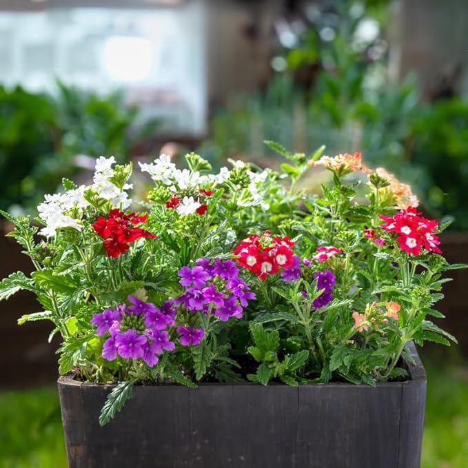 3 Mixed Verbena Plants Live, Hardy Perennial Flower, 4-8 Inches Tall, Outdoor Garden Plant