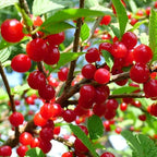 Nanking Cherry 1-2 Ft Plant - Versatile, Perennial, Early Fruiting, High Yielding Nanking Cherry Plant | Low Maintance & Easy-to-Grow Fruit Tree (4 Pack)