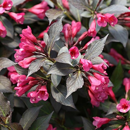 Proven Winners - Weigela florida Spilled Wine (Weigela) Shrub, pink flowers, #3 - Size Container