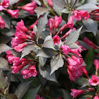 Proven Winners - Weigela florida Spilled Wine (Weigela) Shrub, pink flowers, #3 - Size Container