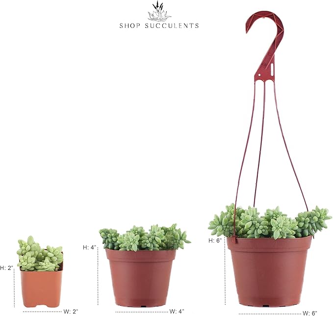Shop Succulents | Hanging Collection of Live Succulent Plants, Hand Selected String of Pearls & Burrito Sedum Variety | Collection of 2 in 6" Grow Pot