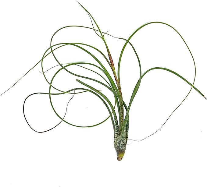 ragnaroc Live Air Plants - Tillandsia Butzii, Jumbo 7-9" - 5ct - Live Arrival Guaranteed - House Plants for Home Decor & Gift