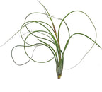 ragnaroc Live Air Plants - Tillandsia Butzii, Jumbo 7-9" - 2ct - Live Arrival Guaranteed - House Plants for Home Decor & Gift