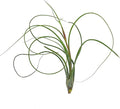 ragnaroc Live Air Plants - Tillandsia Butzii, Jumbo 7-9" - 1ct - Live Arrival Guaranteed - House Plants for Home Decor & Gift