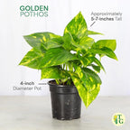 Thorsen's Greenhouse Golden Pothos, Live Indoor Vining Plant, Easy to Grow, Variegated Houseplant, Natural Air Purifier (Black - Hanging, 4-inch Pot)