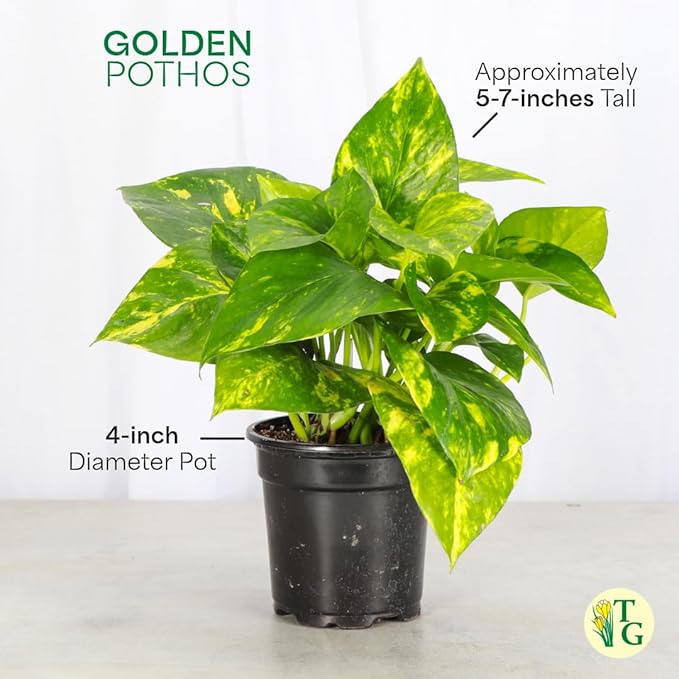 Thorsen's Greenhouse Golden Pothos, Live Indoor Vining Plant, Easy to Grow, Variegated Houseplant, Natural Air Purifier (White, 4-inch Pot)