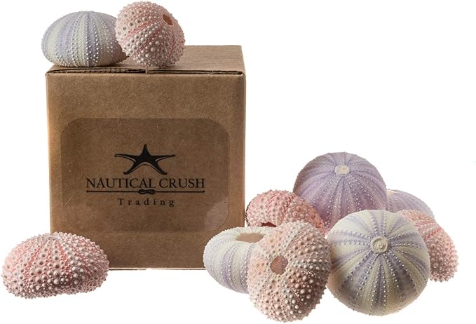 Nautical Crush Trading Sea Urchins Shells for Air Plants - 6 Pink & 6 Purple Sea Urchin Shells - Hanging Air Plant Holder - Air Plants Live Holders - Air Plant Pot - No Plants Included
