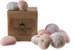 Nautical Crush Trading Sea Urchins Shells for Air Plants - 6 Pink & 6 Purple Sea Urchin Shells - Hanging Air Plant Holder - Air Plants Live Holders - Air Plant Pot - No Plants Included