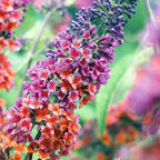 300 PCS Butterfly Bush Seeds (Buddleja) – Perennial Flower Shrub Seeds Fragrant Blooms for Outdoor Garden Planting