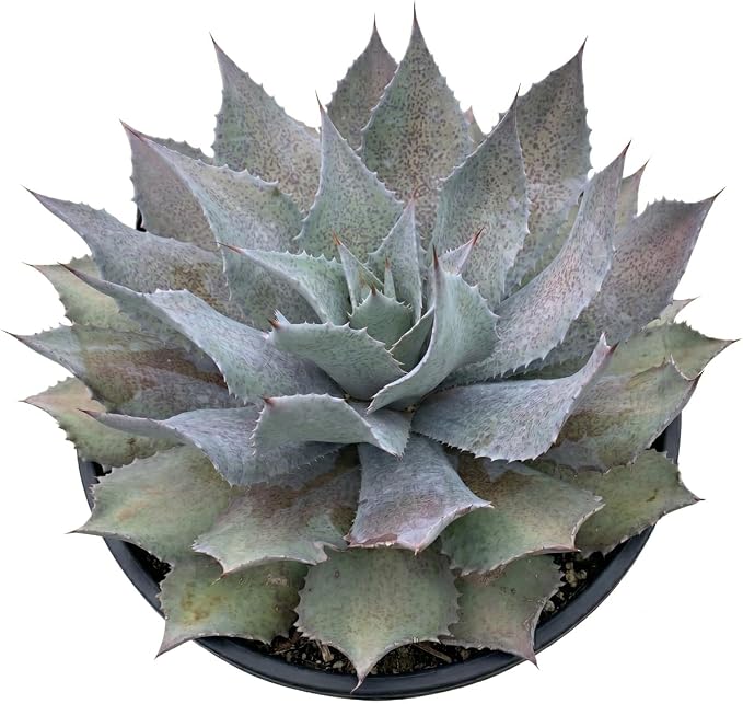 Mangave 'Sponge Paint', 1.5" Plug - Live Succulent Plant, Agave Like Rosette, Low Maintenance Indoor Outdoor Plant for Home Garden Decor, Beginner-Friendly Live Plants