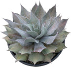 Mangave 'Sponge Paint', 1.5" Plug - Live Succulent Plant, Agave Like Rosette, Low Maintenance Indoor Outdoor Plant for Home Garden Decor, Beginner-Friendly Live Plants