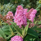 Pink Butterfly Bush Live Shrub Plant Shrub, Buddleia Bush Well Rooted, 5 to 10 Inc Tall