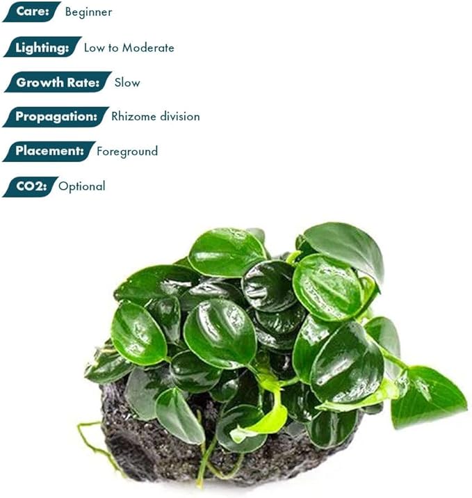 SubstrateSource Live Planted Decor - Bucephalandra Godzilla (Bucephalandra sp.) on Lava Stone - Low to Medium Light, Dark Green with Blue Iridescence, Foreground to Midground Tank Placement - 3 Pack