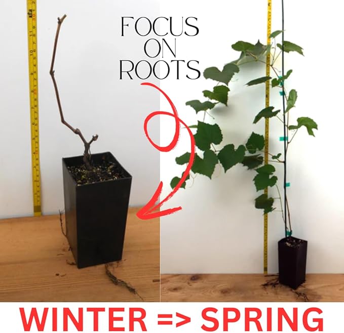 Red Seedless Grape Vines Trees Live Plants, Well-Rooted 1 to 2 Years Old Trim 5-9" in Tall, Grapes Plant Live for Outdoor Planting, Zones 3-9