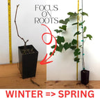 Red Seedless Grape Vines Trees Live Plants, Well-Rooted 1 to 2 Years Old Trim 5-9" in Tall, Grapes Plant Live for Outdoor Planting, Zones 3-9