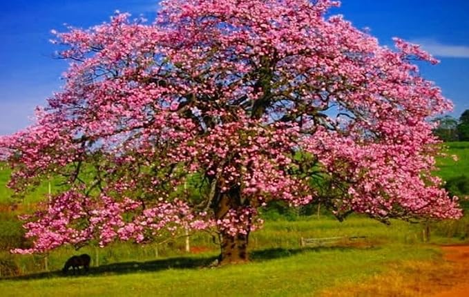 Silk Floss Tree Live Ceiba Speciosa Orchid Like Pink Bloom Flowering 3-4 Feet 1 Gallon Pot