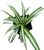 Organic Spider Plant, (Chlorophytum comosum Reverse variegatum) 2.5-inch Pot - aka - Spider Ivy - Hen and Chickens - Ribbon Plant - House Plant