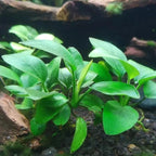 Mainam 4 Different Anubias Nana Amazon Sword Java Fern Windelov Hornwort Tropical Freshwater Live Aquarium Plant Decorations 3 Days BUY2GET1FREE