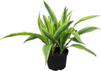 Dragon Tree Easy Plant 6 Inch Plant Pot, Real Plants for Living Room Decor, Office Plant, Low Light House Plants, House Plants Indoors Live Plants Indoor Plants Live Houseplants by Plants for Pets