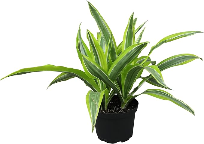Dragon Tree Easy Plant 6 Inch Plant Pot, Real Plants for Living Room Decor, Office Plant, Low Light House Plants, House Plants Indoors Live Plants Indoor Plants Live Houseplants by Plants for Pets