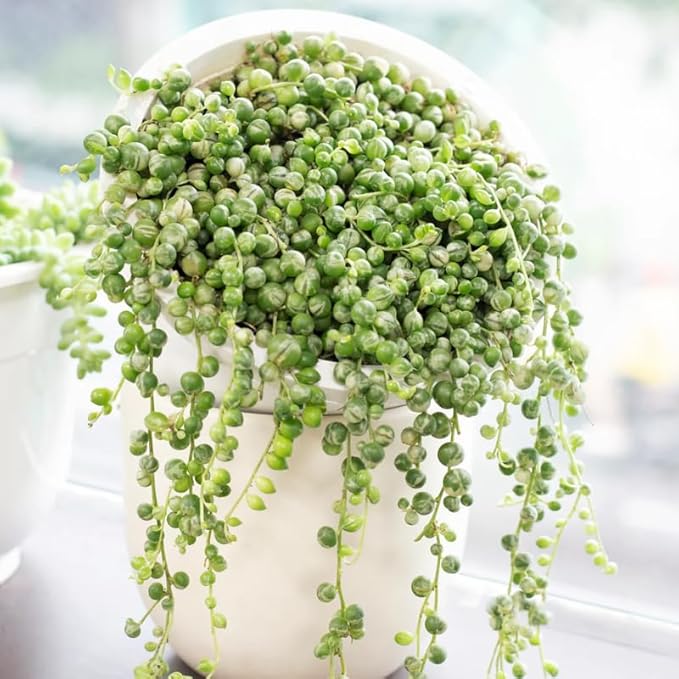 Variegated String of Pearls Plant Live, Rare Succulent Trailing Vine in Pot, Indoor Houseplant