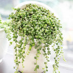 Variegated String of Pearls Plant Live, Rare Succulent Trailing Vine in Pot, Indoor Houseplant