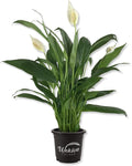 Spathiphyllum Peace Lily - Live Starter Plant in a 4 Inch Pot - Spathiphyllum - Elegant Low Maintenance Air Purifying Indoor Houseplant