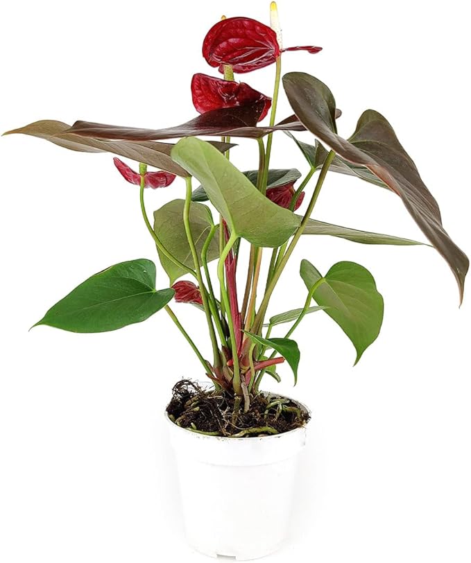 Live Indoor Flowering Houseplants, Anthurium Red in 6" Grower Pot, Easy Care Houseplants