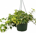 Golden English Ivy (6 inch) - Air-Purifying Houseplants - 4/6 inch Unique Live Decorative Houseplants - Low-Maintenance Indoor Plants, House Warming Gift, Natural Air Purifier