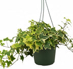 Golden English Ivy (6 inch) - Air-Purifying Houseplants - 4/6 inch Unique Live Decorative Houseplants - Low-Maintenance Indoor Plants, House Warming Gift, Natural Air Purifier